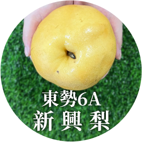 台中東勢新興梨禮盒